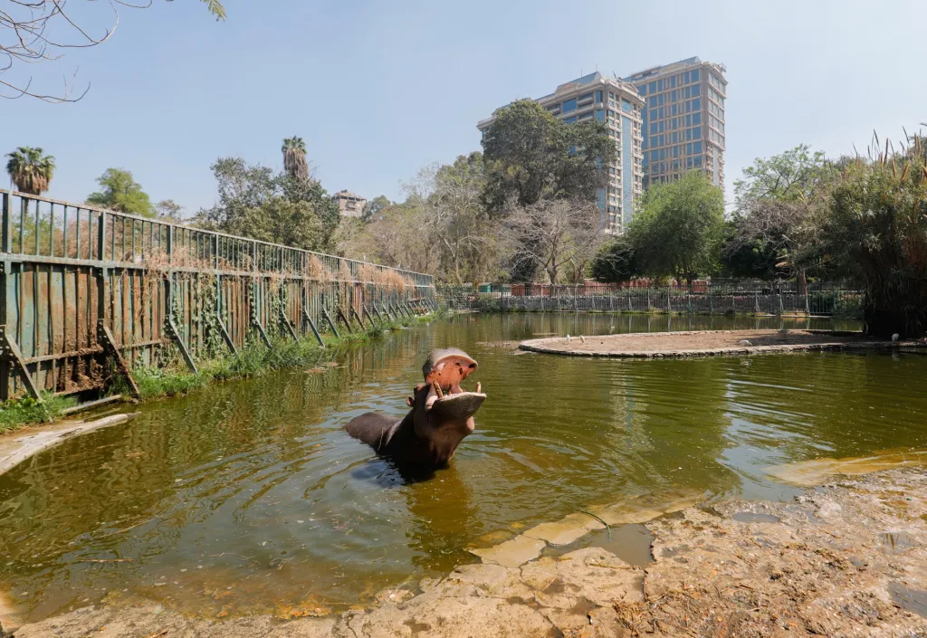 Hroší samec z egyptské zoo nemá v tuto chvíli komu ukazovat své nacvičené kousky