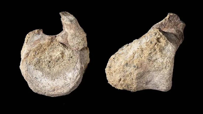 Fragment jediné nalezené kosti nově popsaného dinosaura