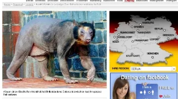 Bild o medvědech brýlatých