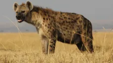 Hyena skvrnitá