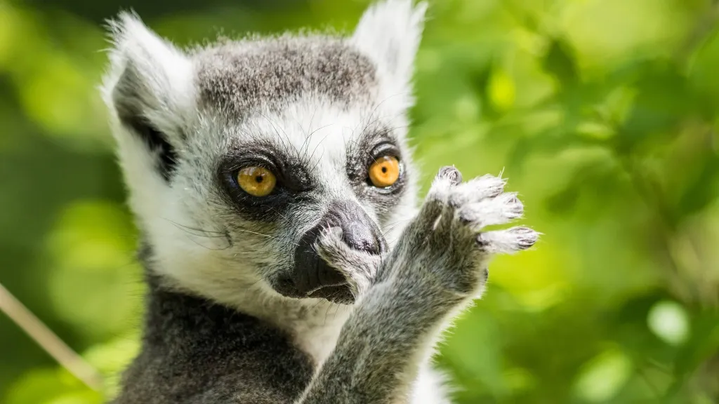 Lemur kata