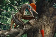 Bizarní ptakoještěr je nejstarším tvorem s protistojným palcem. Našli ho v Číně
