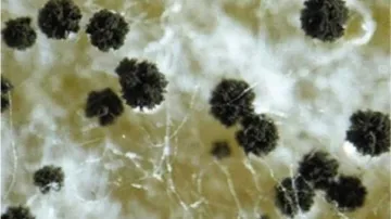 Aspergillus hubkae
