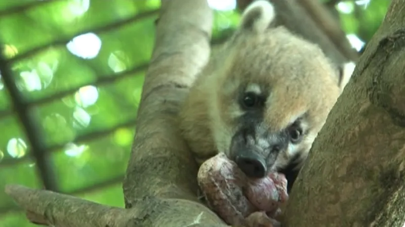 Nevinně vypadající šelmička se může stát problematickým domácím mazlíčkem