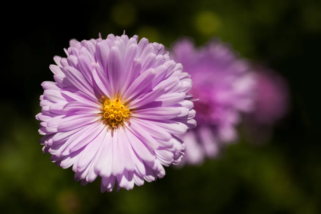 Botanická zahrada hl. m. Prahy slaví 50 let