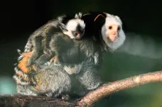 V brněnské zoo se narodila mláďata opiček. Zahrada zůstává otevřená, byť s omezením 