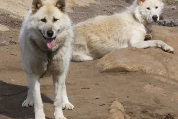 Saňoví psi jsou s lidmi skoro 10 tisíc let, ukázal výzkum. Ti dnešní mají prastaré kořeny