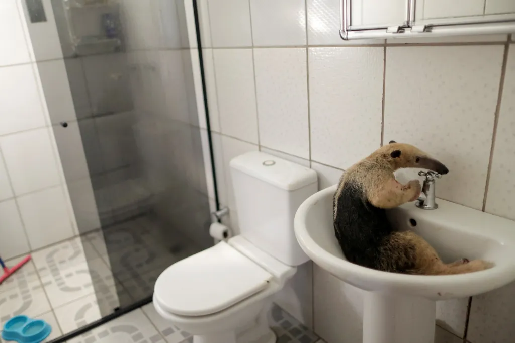 Mravenečník leží v umyvadle během léčby u veterináře ve státě Rondonia v Brazílii . Ochranáři našli zvíře se zlomenou levou tlapou po střetu s divokým dikobrazem. Za pět dní byl pralesní tvor dostatečně silný, aby ho vetrináři mohli vrátit do divočiny