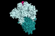 Brněnští vědci pomocí umělé inteligence prozkoumali tisíce možných léků proti koronaviru