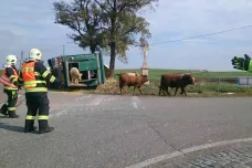 Býci zastavili provoz u Polánky, unikli z převráceného kamionu