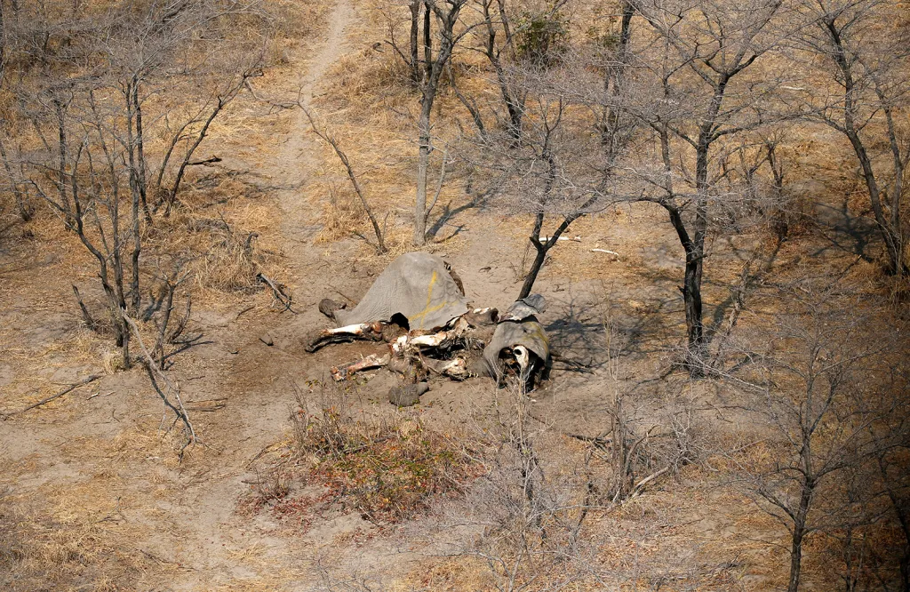 Letecký pohled na mrtvolu slona. V oblasti Mababe státu Botswana bylo v minulých týdnech objeveno na 87 zmrzačených sloních těl