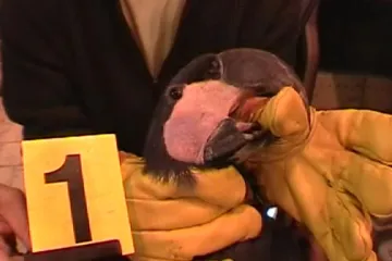 Nelegální obchod s živočichy pořád kvete