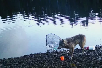 Umí vlci používat nástroje? Video z Kanady naznačuje, že ano