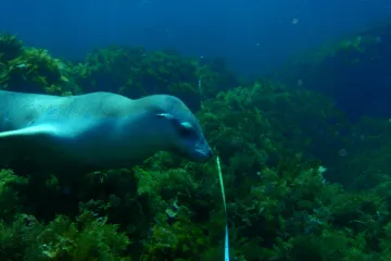 VIDEO: Osm lachtaních samic vytvořilo mapu oceánu u Austrálie. Natáčely dno při lovu
