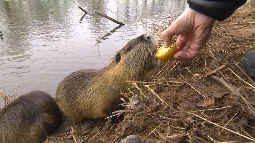 Nutrie v Hradci Králové