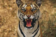 V Indii sčítali tygry. Je jich téměř dvakrát víc než před deseti lety