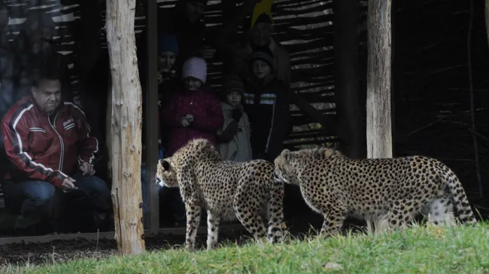 Gepardí dvojčata Kito a Kubango
