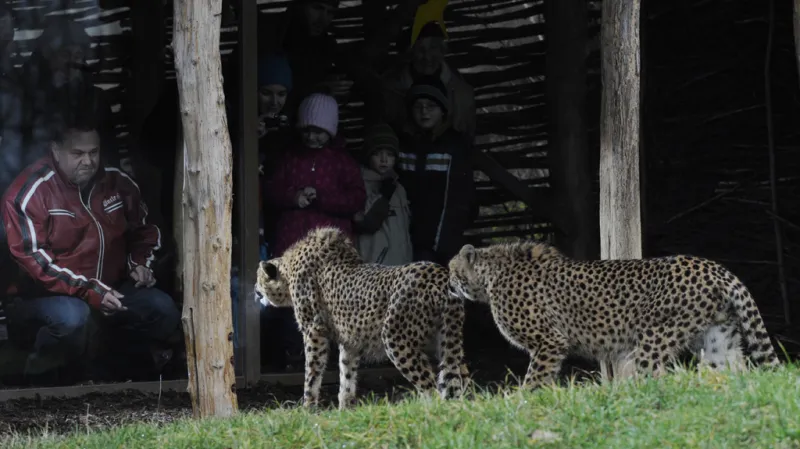 Gepardí dvojčata Kito a Kubango