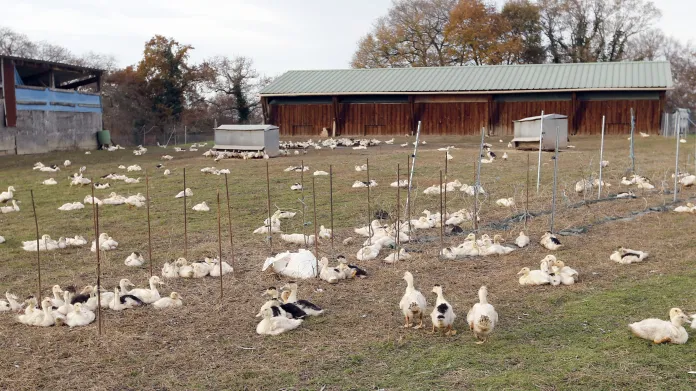 Kachní farma ve Francii