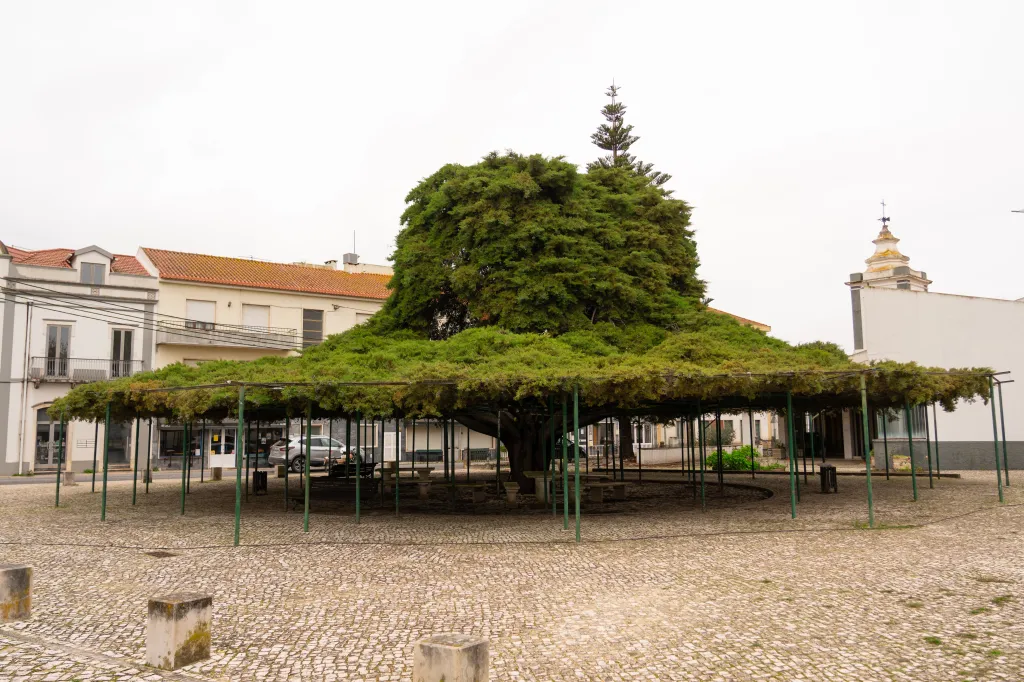 Cedr v Runě (Portugalsko)