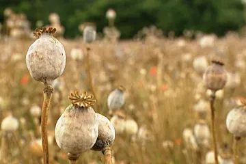 Žalobkyni Máchové odebrali s trestními případy i kauzu obřího obchodu s mákem