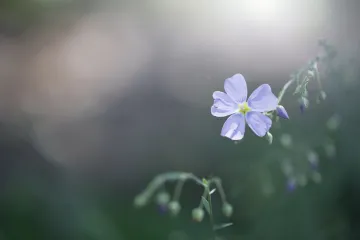 Dvěma pětinám rostlinných druhů hrozí vyhynutí