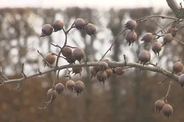 Zahradníci vyrazili na mišpule. Ovoce měkne díky mrazu