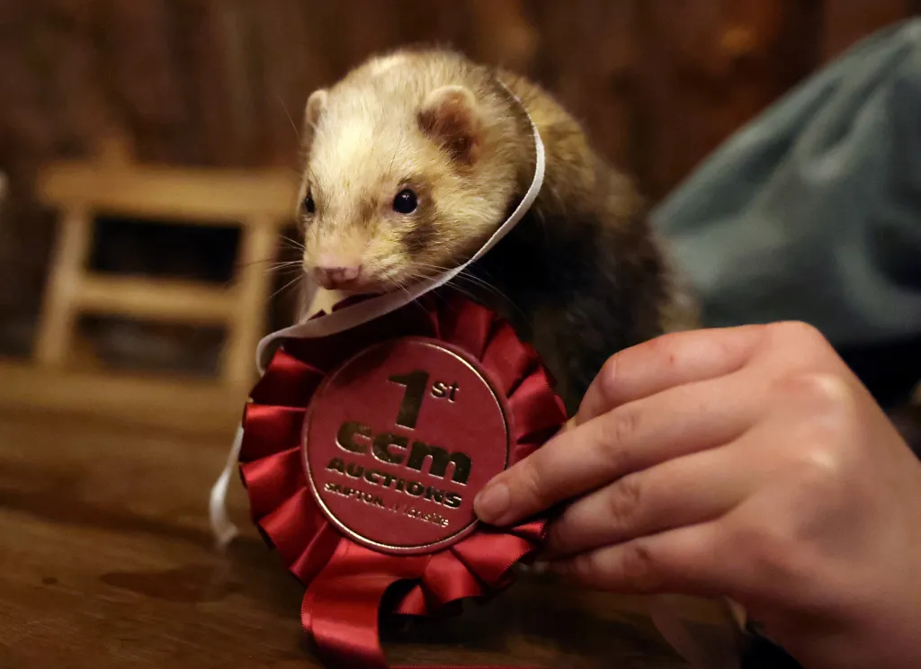 Fretka jménem Campari pózuje s medailí za první místo ve fretčím závodu