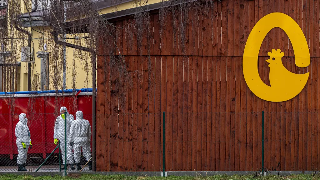 Přípravné práce před likvidací velkochovu slepic v Kosičkách, který zasáhla nákaza ptačí chřipky