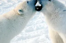 Lední medvědi umí ovládat zbraně. Loví pomocí nich mrože, ukázal výzkum