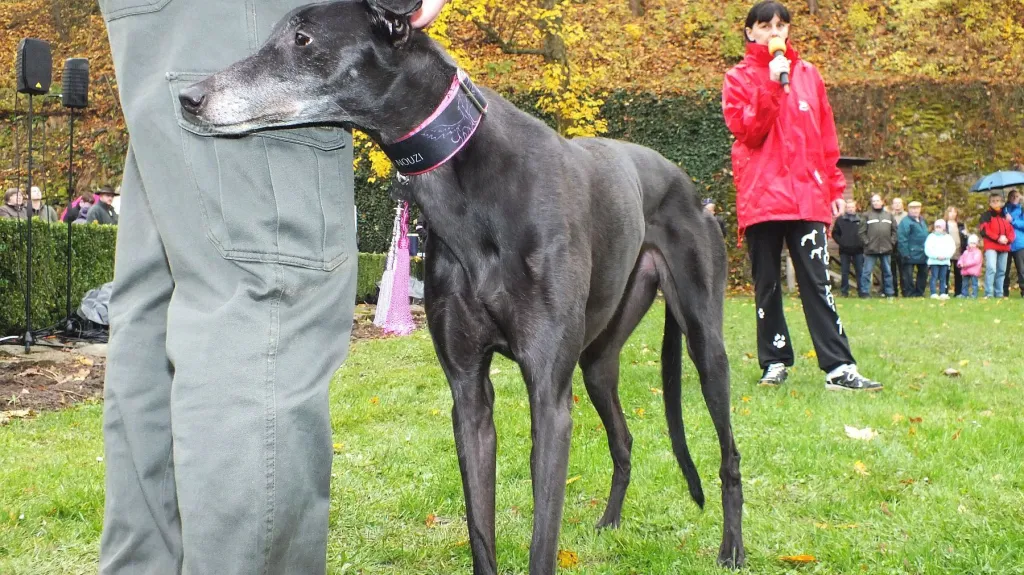 Svatohubertské slavnosti s Boskovicích