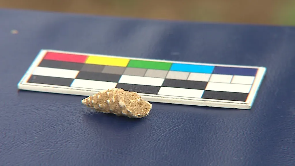 Pravěký šperk byl zřejmě náhrdelníkem z ulit