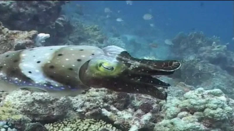 Austrálie chce rozšířit ochranu podmořského života