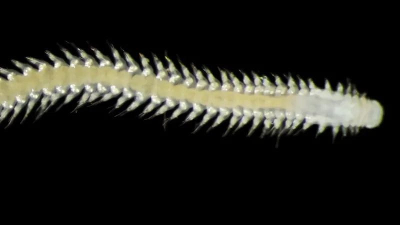 Hlubokomořský červ