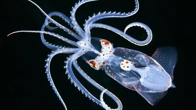 Kategorie Makro, 1. místo. Sharp-eared enope squid (Ancistricheirus lesseurii)