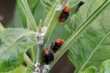 Brněnská botanická zahrada nasadila proti škůdcům dravá slunéčka
