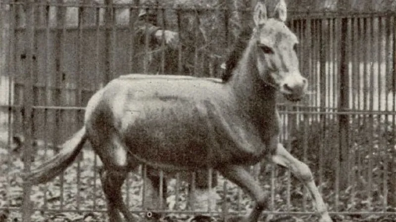 Jeden z posledních exemplářů osla syrského