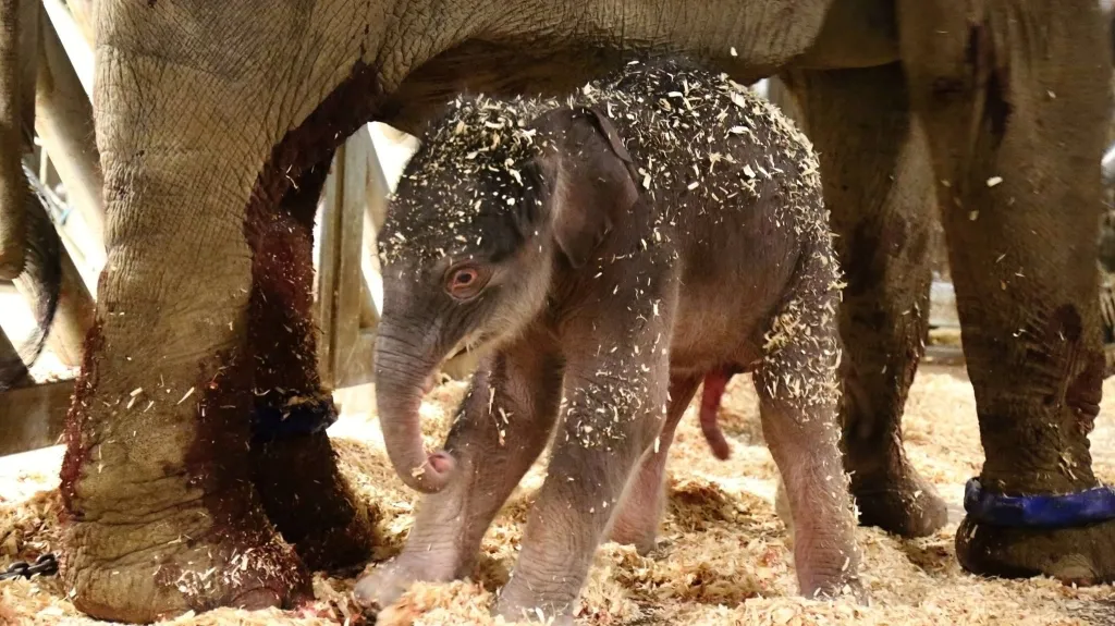 Slůně narozené 5. dubna 2016 v Zoo Praha