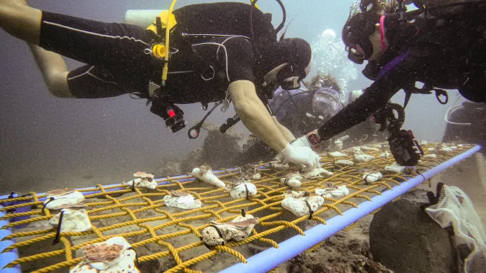 Úsilí o ochranu korálů na Filipínách