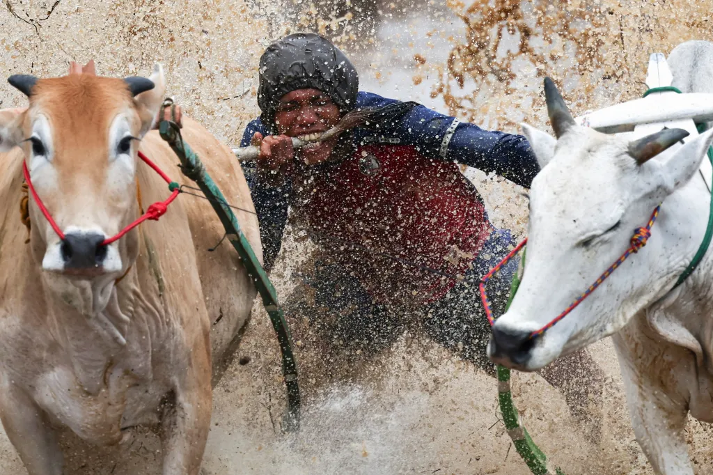 Závod Pacu Jawi se tu koná již více než 400 let