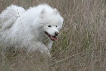 Sibiřští psi vznikli díky dálkovému obchodu v pravěku. Vedl z Blízkého východu až za polární kruh