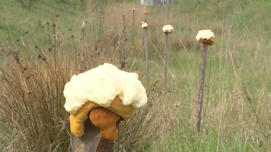 Pachový ohradník se aplikuje po 5 metrech
