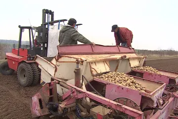 Zemědělci sázejí brambory. Kvůli suchu možná podraží
