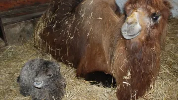 novorozené velbloudě s matkou