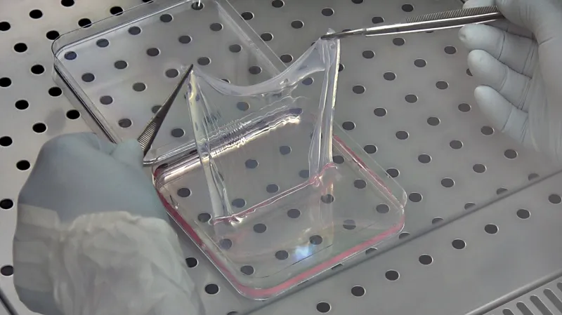 Laboratorně vyrobená pokožka