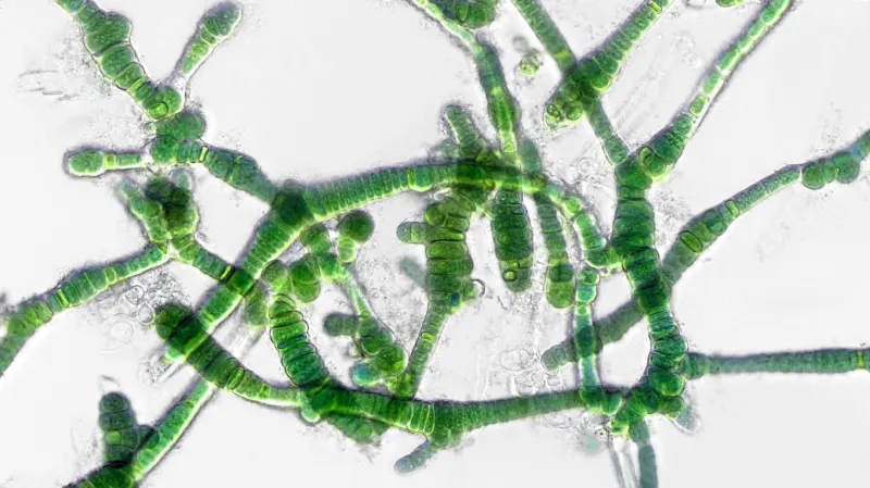 Laboratorní kultury toxické sinice zodpovědné za otravy ptáků
