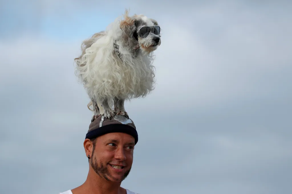 Princ Dudeman stojí na hlavě Ryana Thora při příležitosti psího surfovacího závodu v Kalifornii