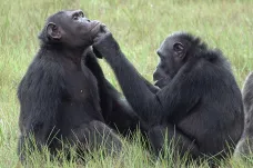 Šimpanzi překvapili vědce. Otevřené rány ošetřují pomocí hmyzu