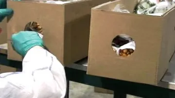 Růže plné kokainu