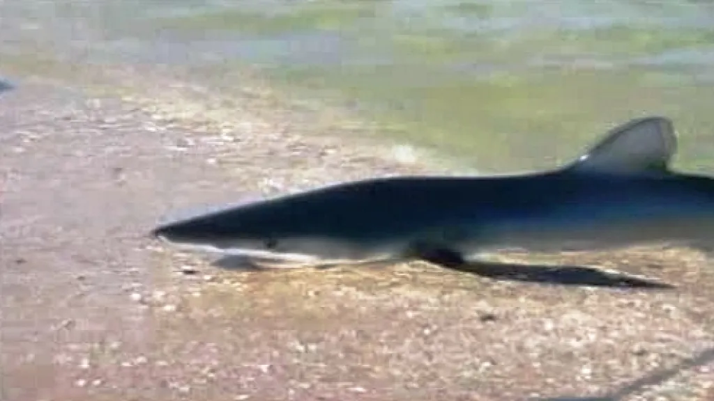 Na pláži v New Jersey se objevil žralok